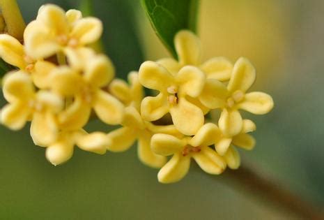 桂花幾月|桂花開在什麼季節 一般桂花是在幾月開花